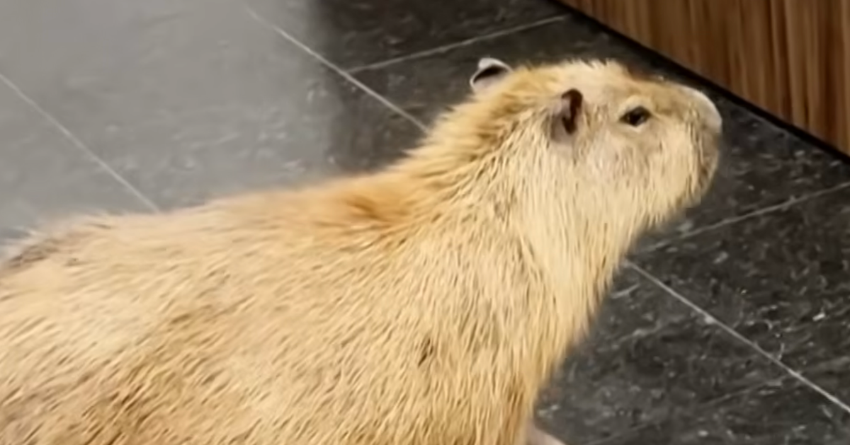 Capybaras Make Surprise Stop At Brazilian Legislature
