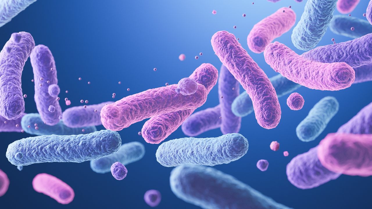 Bacterial ‘postbiotic’ may help preserve fertility in the aging uterus, preliminary research suggests
