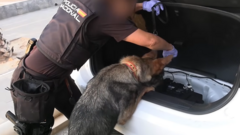 Spanish police arrest 78 people in bust of ‘one of largest’ smuggling networks