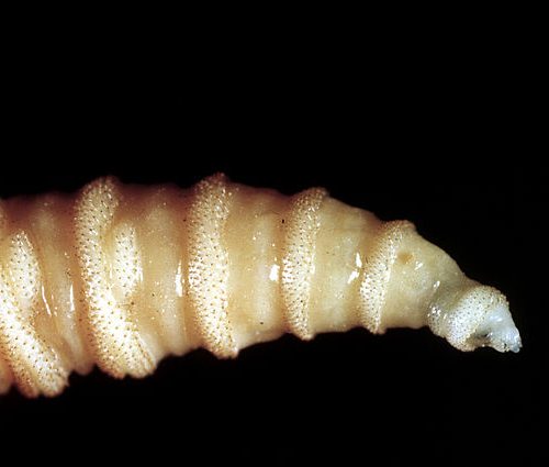 Flesh-eating screwworms feast on humans in Mexico; human cases top 500
