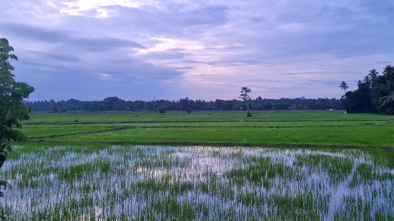 ‘These were harder than any other blades, cut sharper and cost more’: How ancient Sri Lankans created steel of legends by harnessing monsoons
