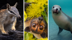 Australia is the planet’s extinction hotspot, but one animal offers a glimmer of hope