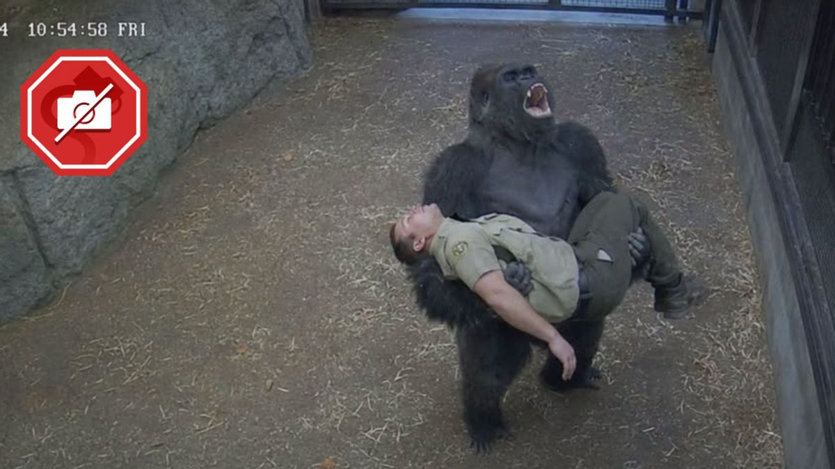 Watch out for fake image of gorilla ‘screaming for help’ after caretaker’s collapse