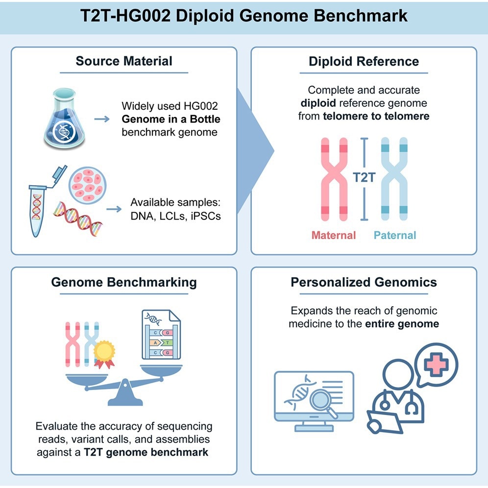 New human genome benchmark captures both parental copies with near-perfect accuracy