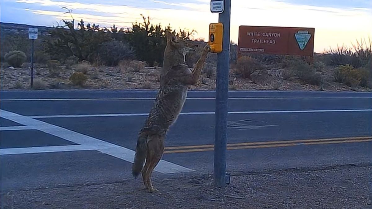 Does image show coyote pressing crosswalk button in Arizona?