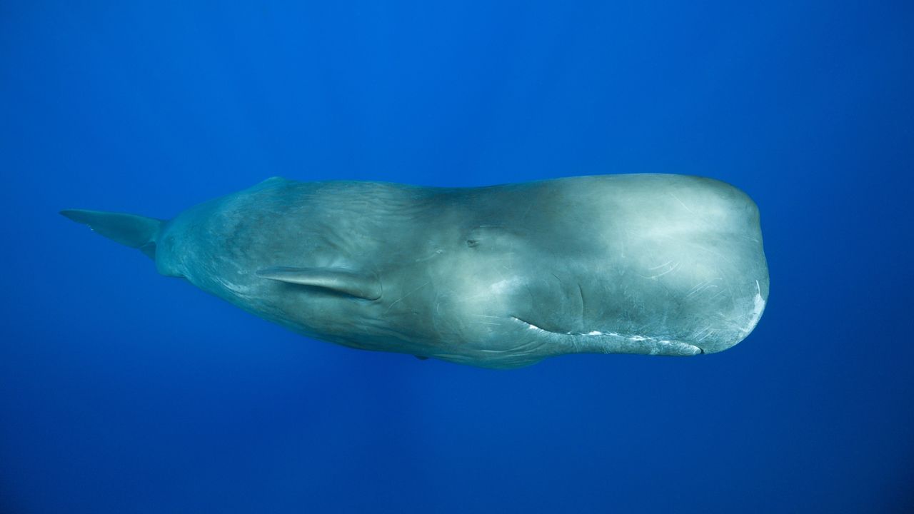 ‘Like a jail door slamming’: Male sperm whales’ mysterious rhythmic clanging is the loudest communication sound of any animal