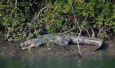 Crocodile eats half of mum’s body as she screams for help