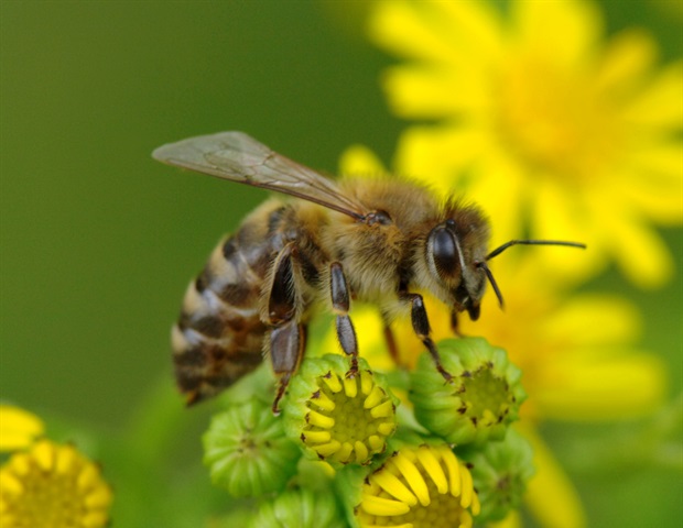 Aston University study reveals how mānuka honey fights antibiotic resistance