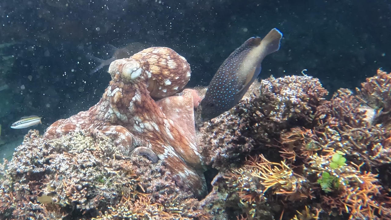 Young wild octopuses may form a ‘fight club’ and slap territorial fish if they get too close