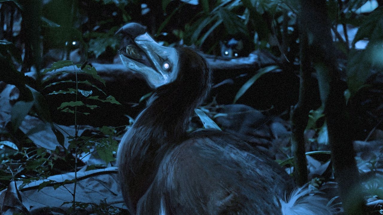 Nocturnal dodo? Study suggests we were very wrong about Mauritius’ iconic flightless bird