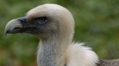 Vultures are disappearing in Nigeria – but the ‘Vulture King’ is fighting to reverse the trend