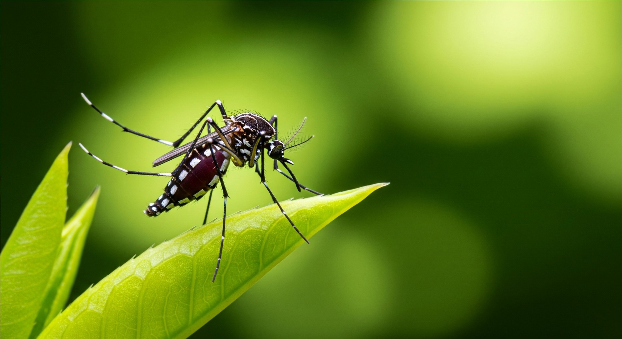 Mitochondrial rewiring may explain why orthoflaviviruses harm humans but persist in mosquitoes