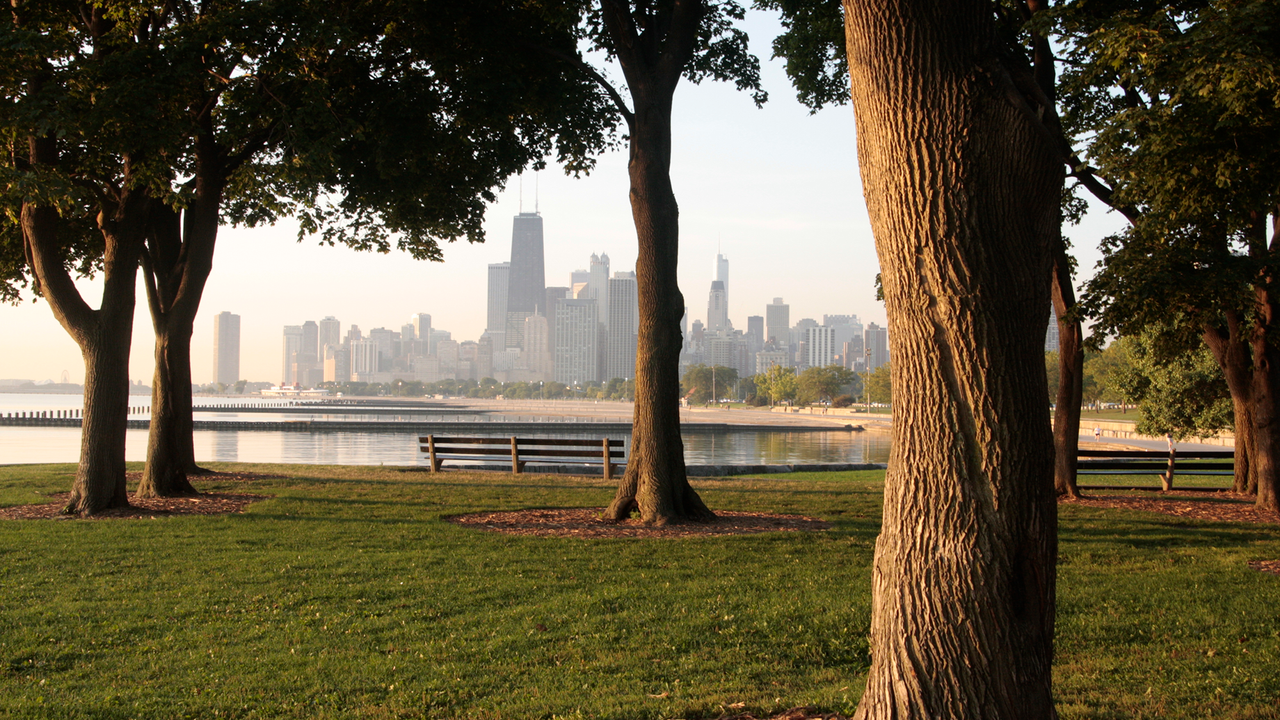 Saving old trees may protect people’s health more than planting new ones, study of Chicago neighborhoods finds