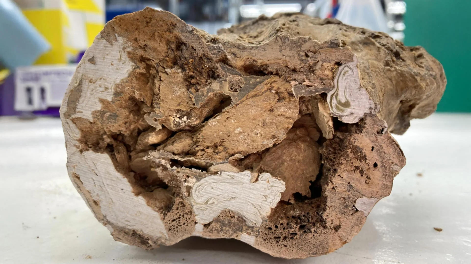 Paleontology rocked by organic molecules found in 66-million-year-old dinosaur bones