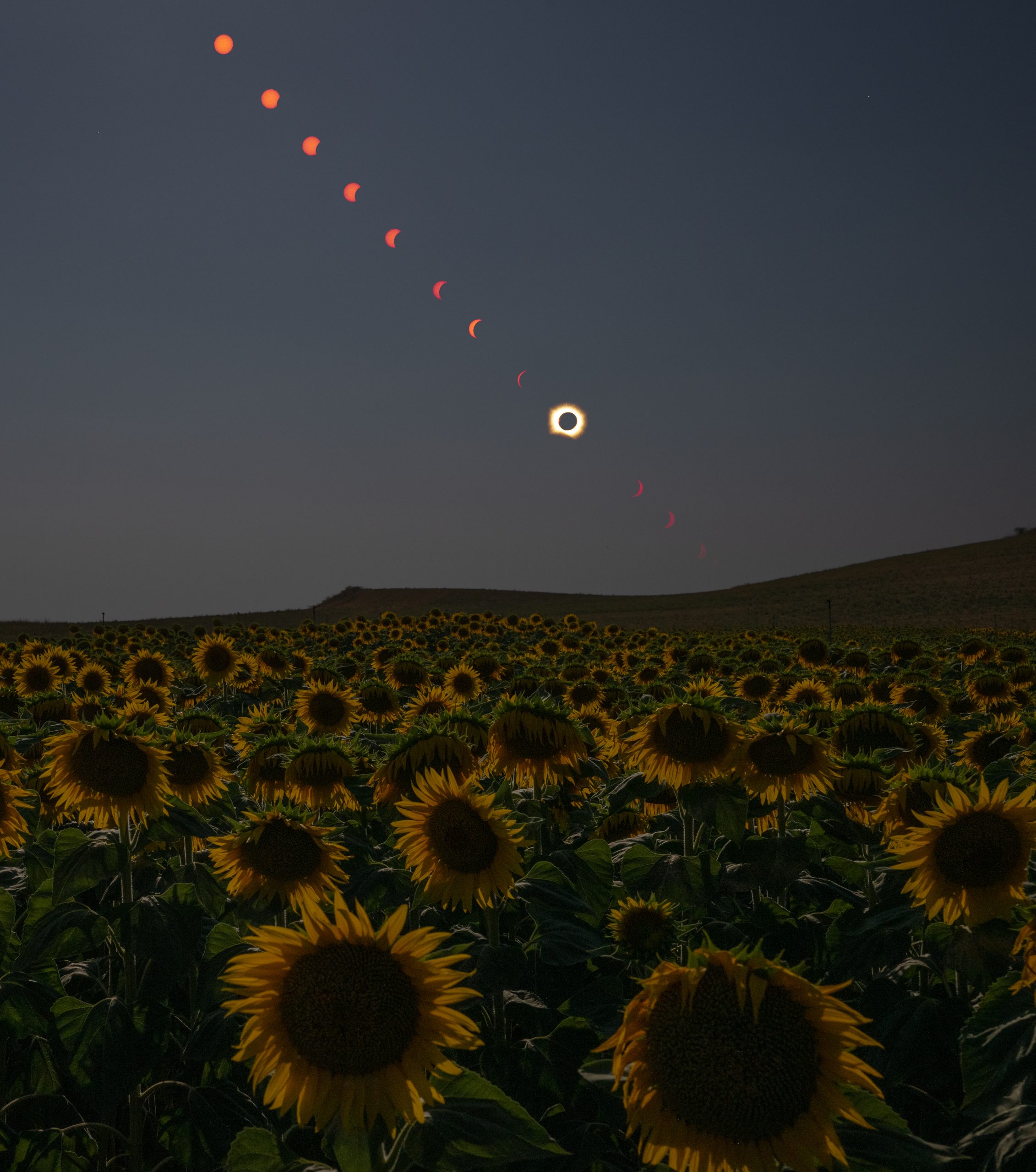 Total Solar Eclipse in Sunflower Field