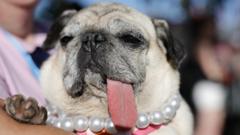 World’s Ugliest Dog contest crowns 2026 winner
