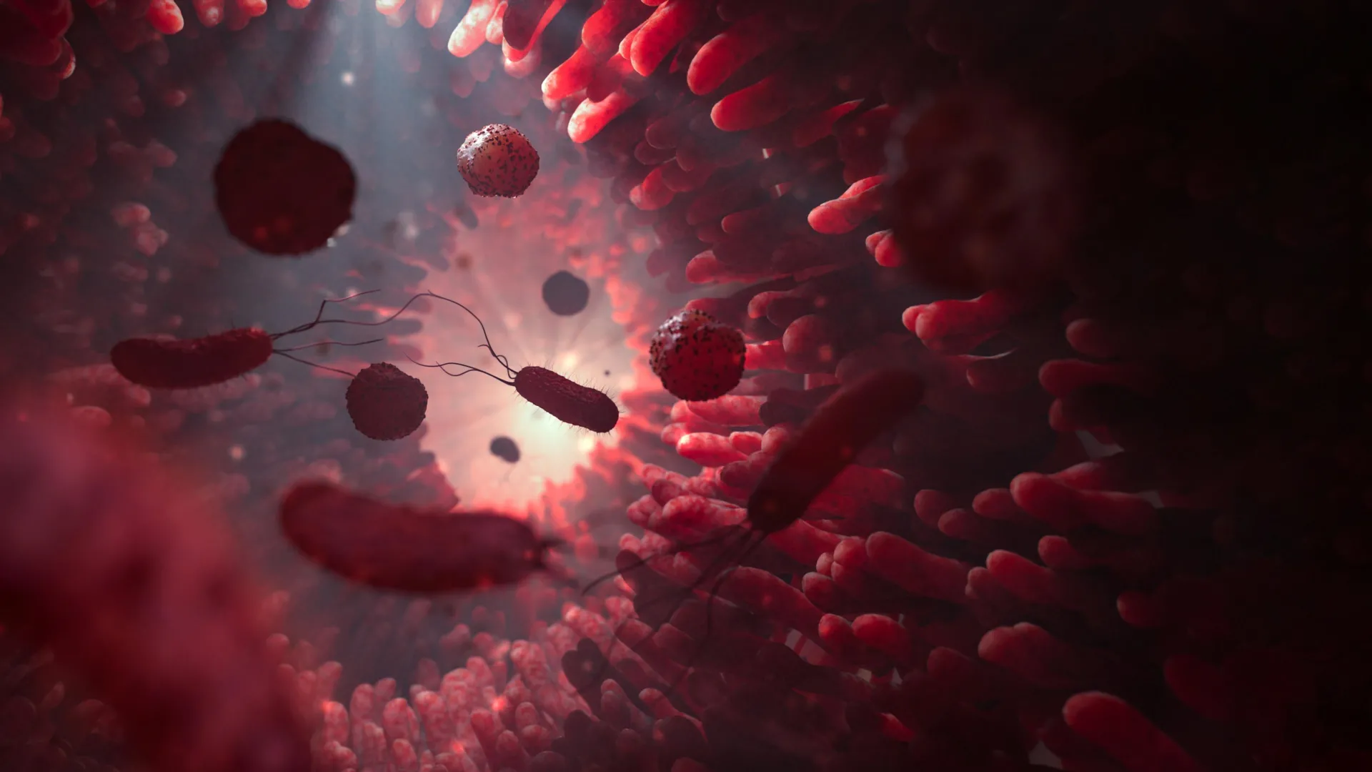 when-gut-microbes-run-low-on-fiber,-they-may-start-eating-you