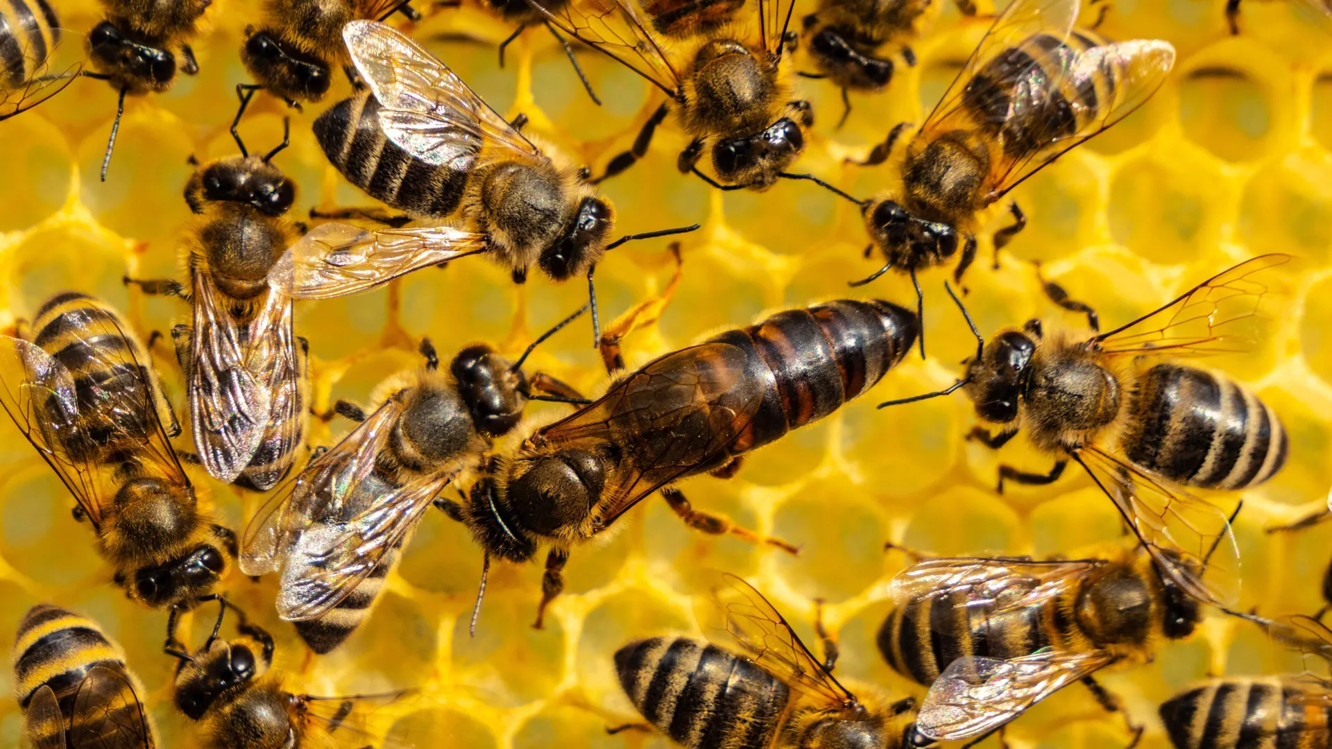 a-60-year-old-theory-about-ants,-bees-and-wasps-may-be-wrong