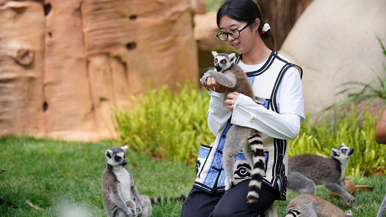 4 lemurs die of human herpesvirus, including one that had been used in a ‘lemur yoga’ class