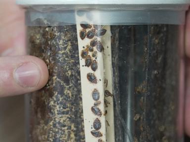 Bedbugs can cause people to lose sleep — and blood. Here’s what to do about them