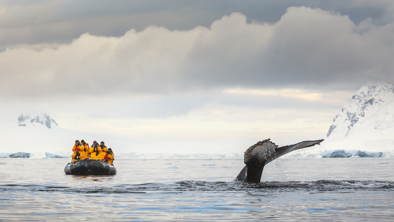 ‘They don’t deserve this beauty and this breathtaking fragility’: Former Antarctic tour guides told researchers why they quit the troubling industry