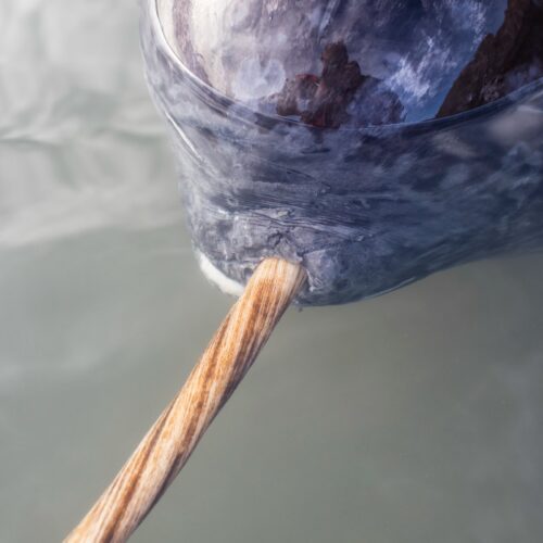 X-rays add new twist to narwhal’s spiral tusk