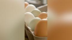 UK salmonella outbreak leaves one dead and hundreds ill