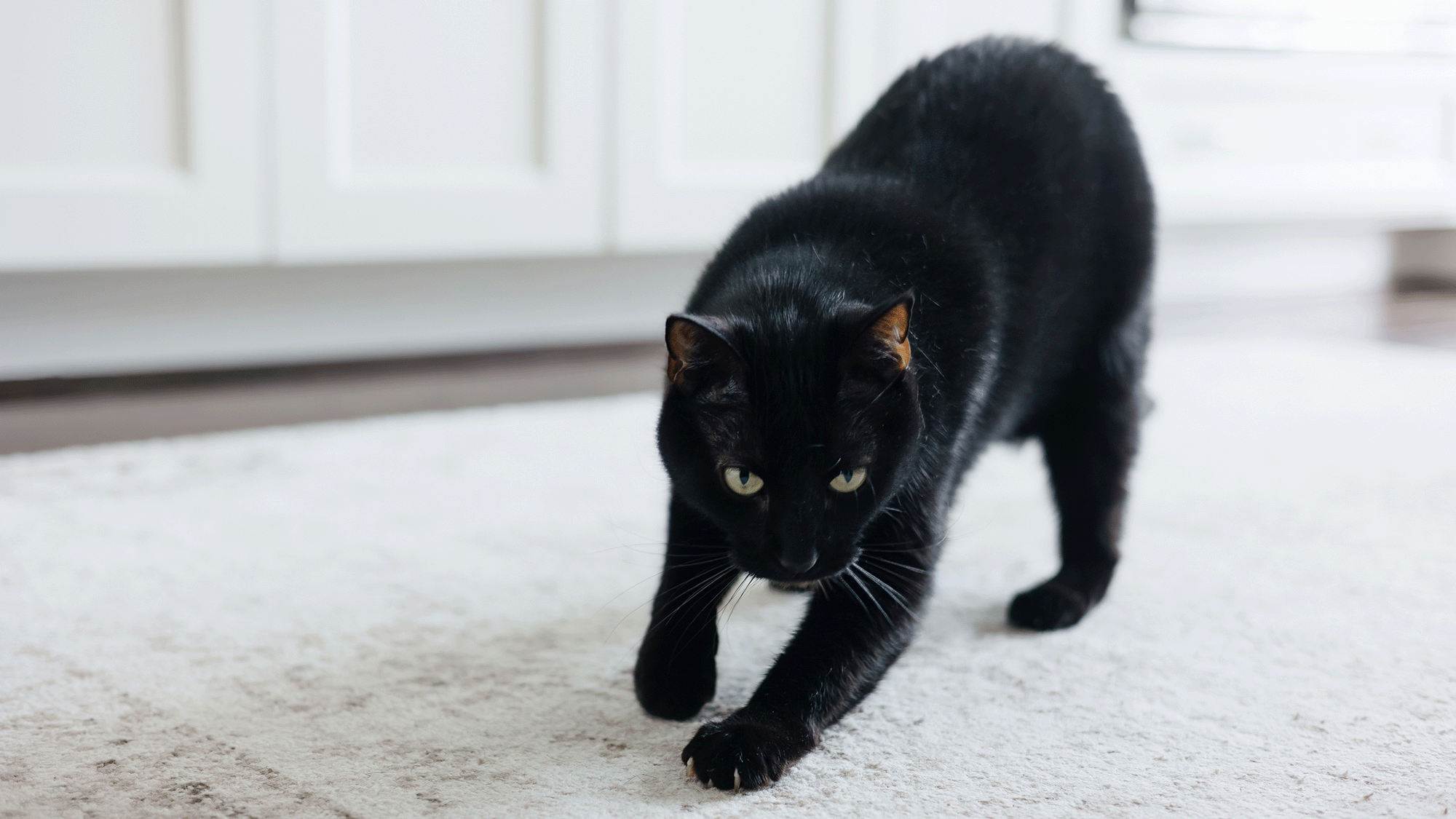 Secret ‘messages’ in cat pee let felines identify each other — and scientists just cracked the code