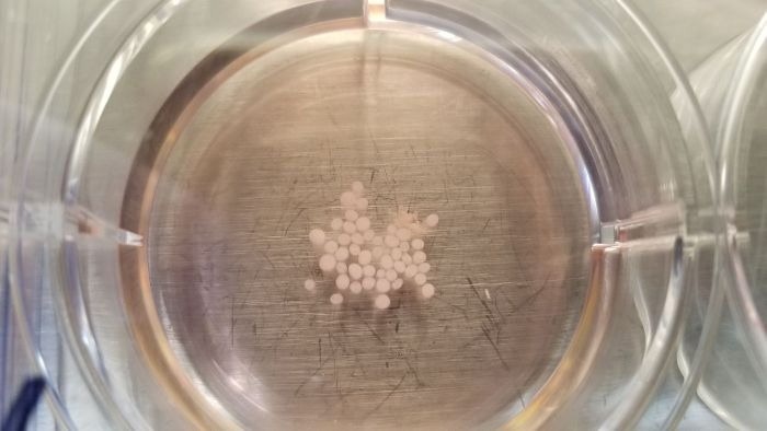 Brain organoid studies on the ISS move closer to new treatments