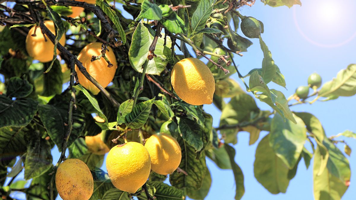 Are lemons ‘manmade’ fruits that don’t occur naturally? Here’s the bitter truth