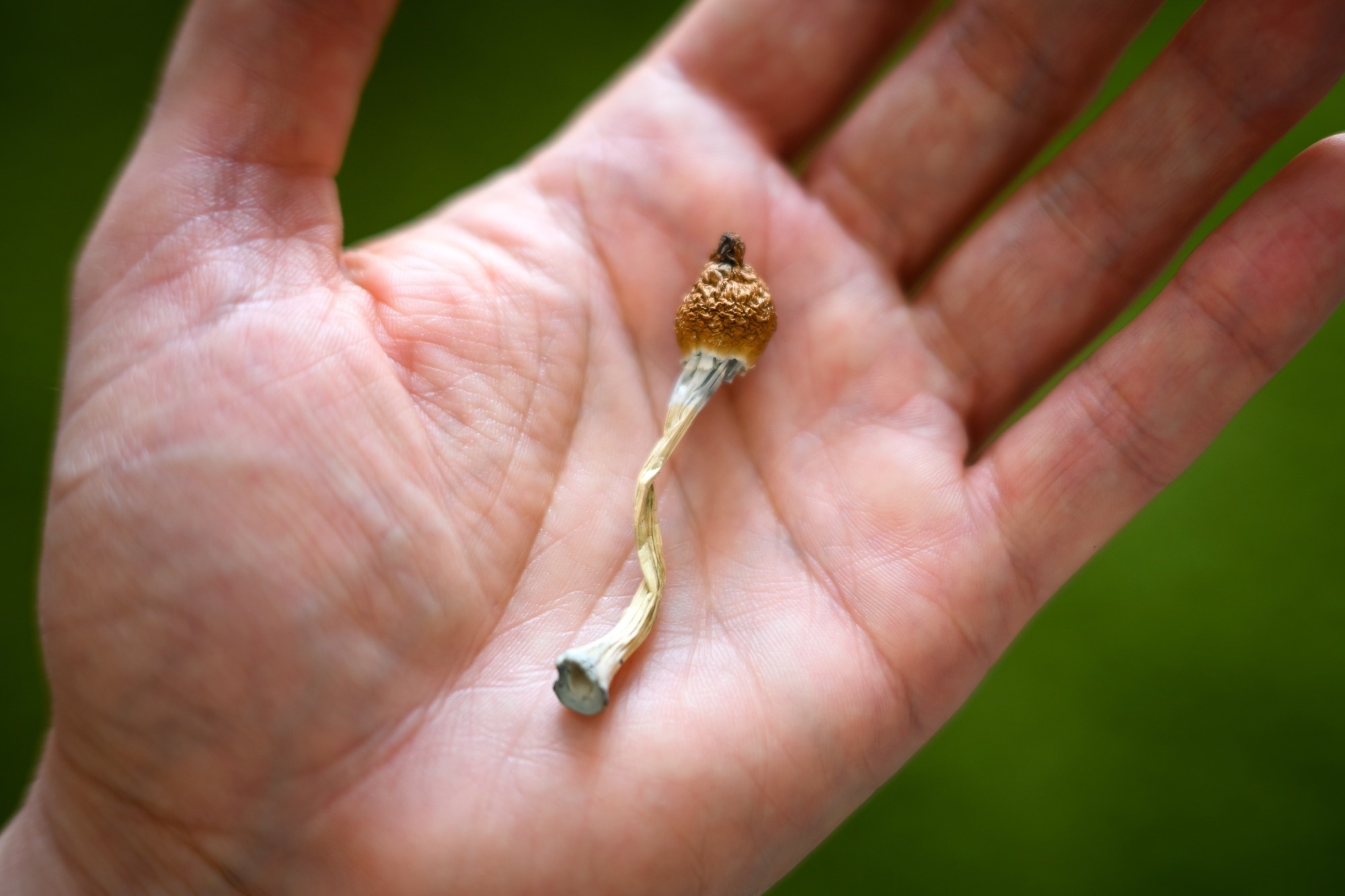 Psilocybin may make the brain more organized than scientists expected
