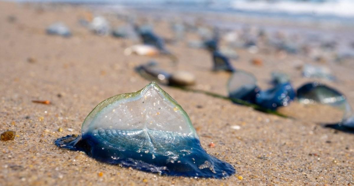 Electric blue ‘alien’ sea creatures invade UK shores in droves during heatwave