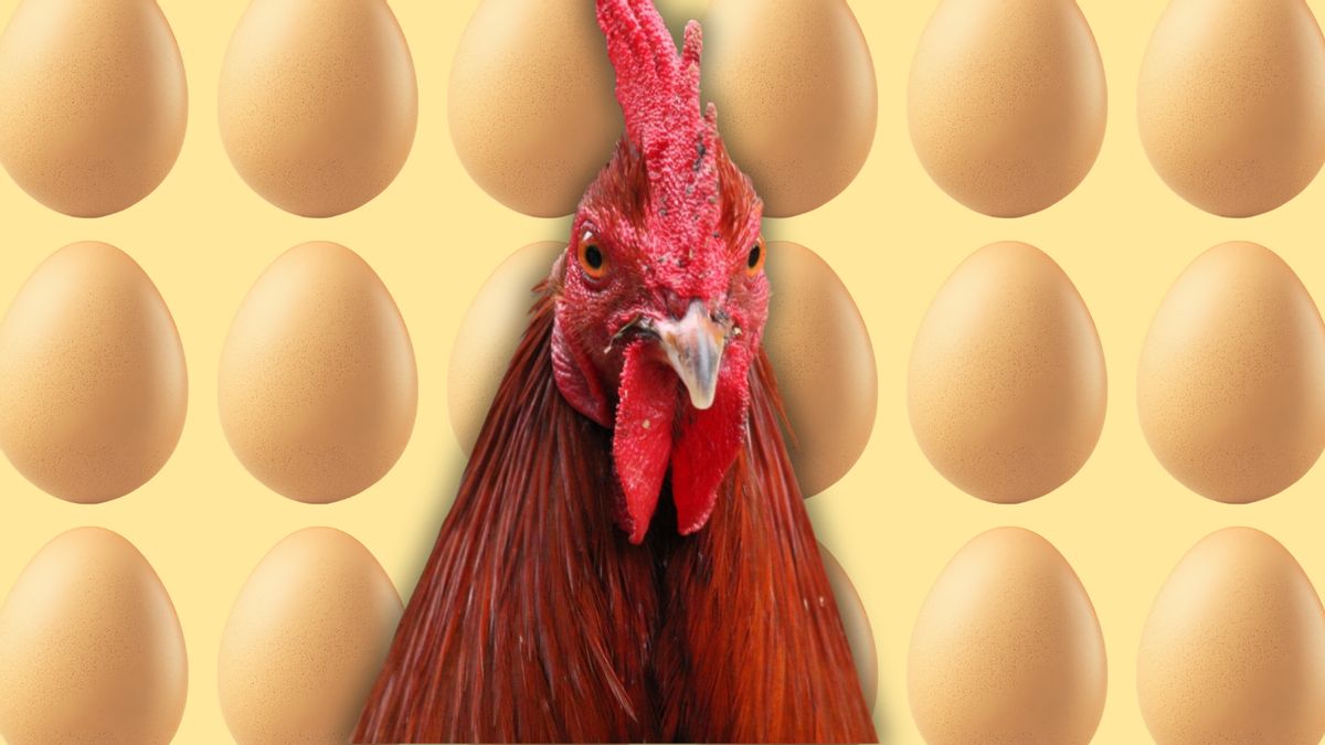 Rumors are swirling about ‘lab-grown’ eggs being sold in the US. Here’s what to know
