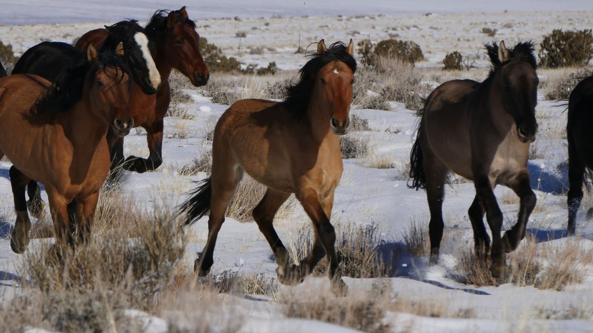 Is Trump admin allowing sale of protected wild horses to slaughterhouses? What we know
