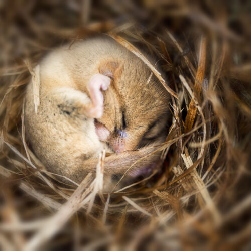 Putting mice into hibernation causes a major loss of synapses