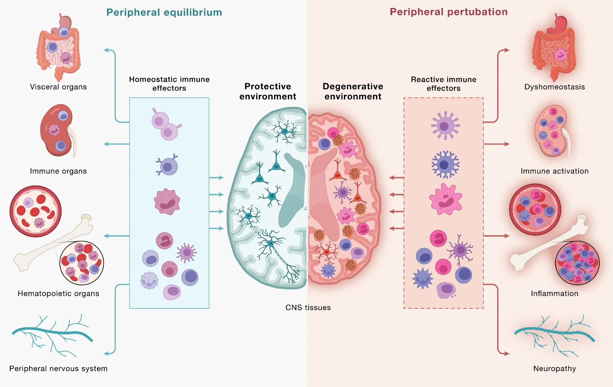 Disrupted brain-immune signaling may help drive neurodegeneration