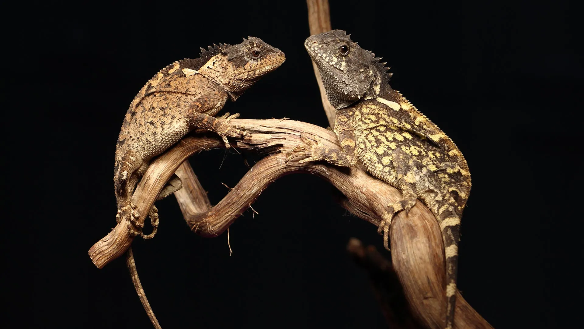 Scientists discover a real-life “dragon” and name it after Syrax