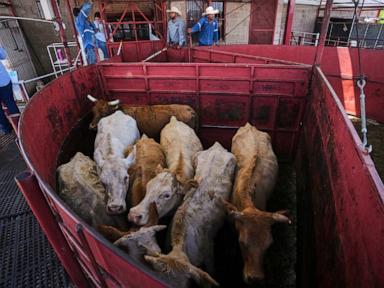 Economists don’t expect reopening the US to Mexican cattle imports to reduce high beef prices