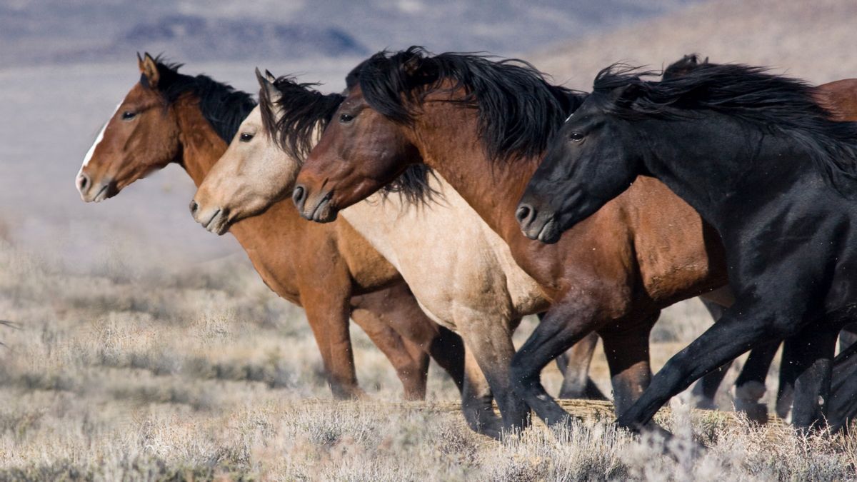Trump admin reportedly allowing sale of protected wild horses to slaughterhouses: What we know