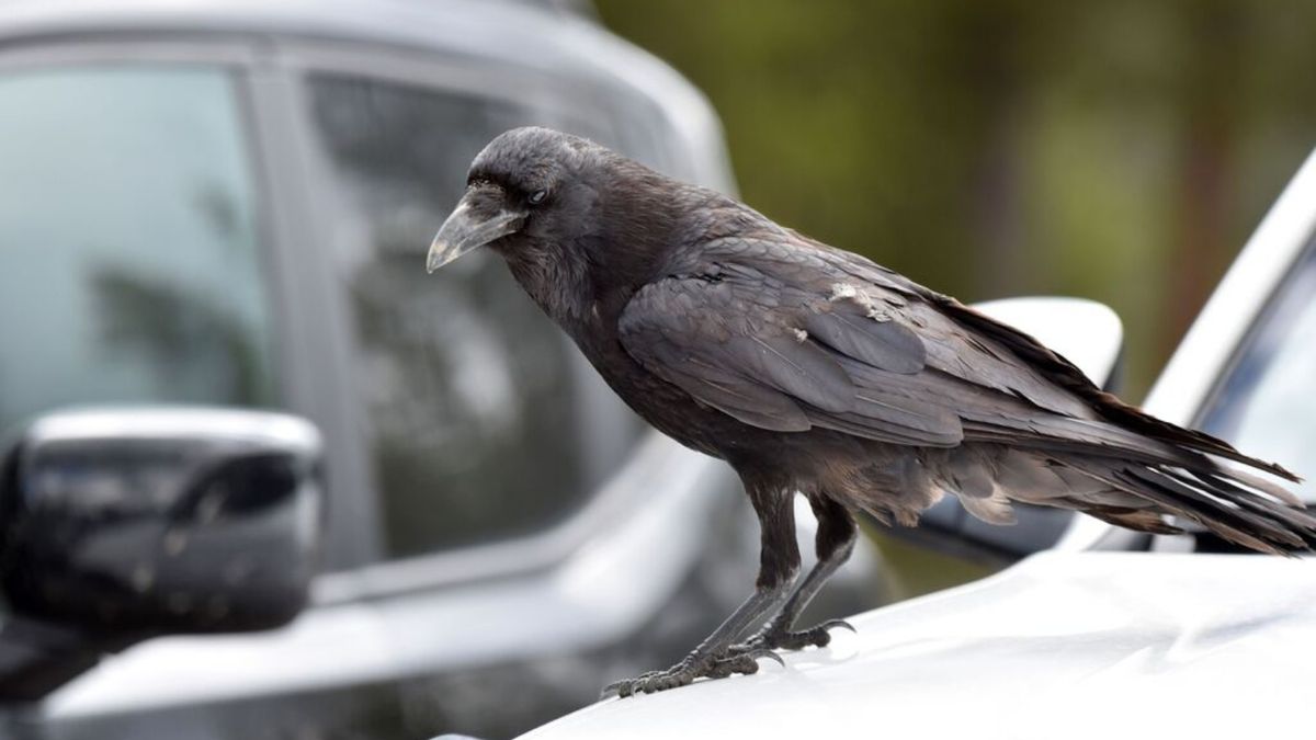 Did Yellowstone ravens learn to open car doors?