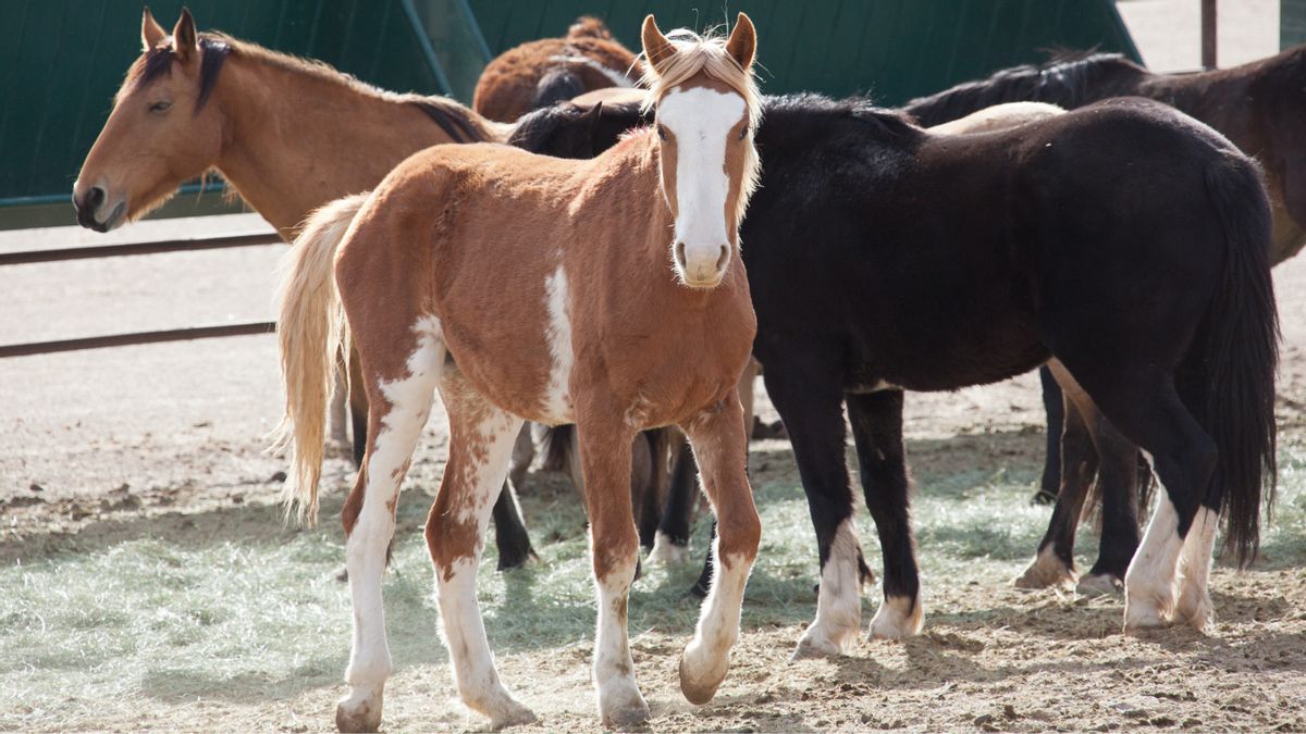 Unproven claim links Trump’s imported beef to slaughtered wild horses