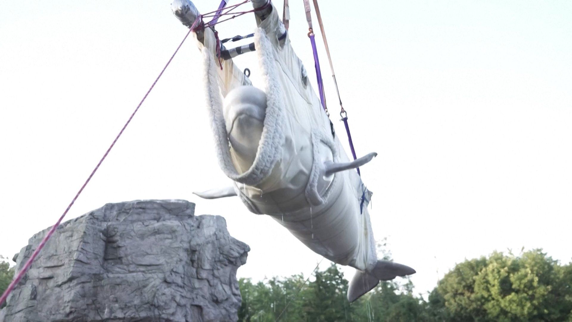 Belugas and dolphins rescued from Canada’s Marineland arrive in Spain