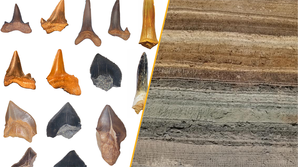 Ancient shark ‘graveyard’ uncovered in Egyptian desert