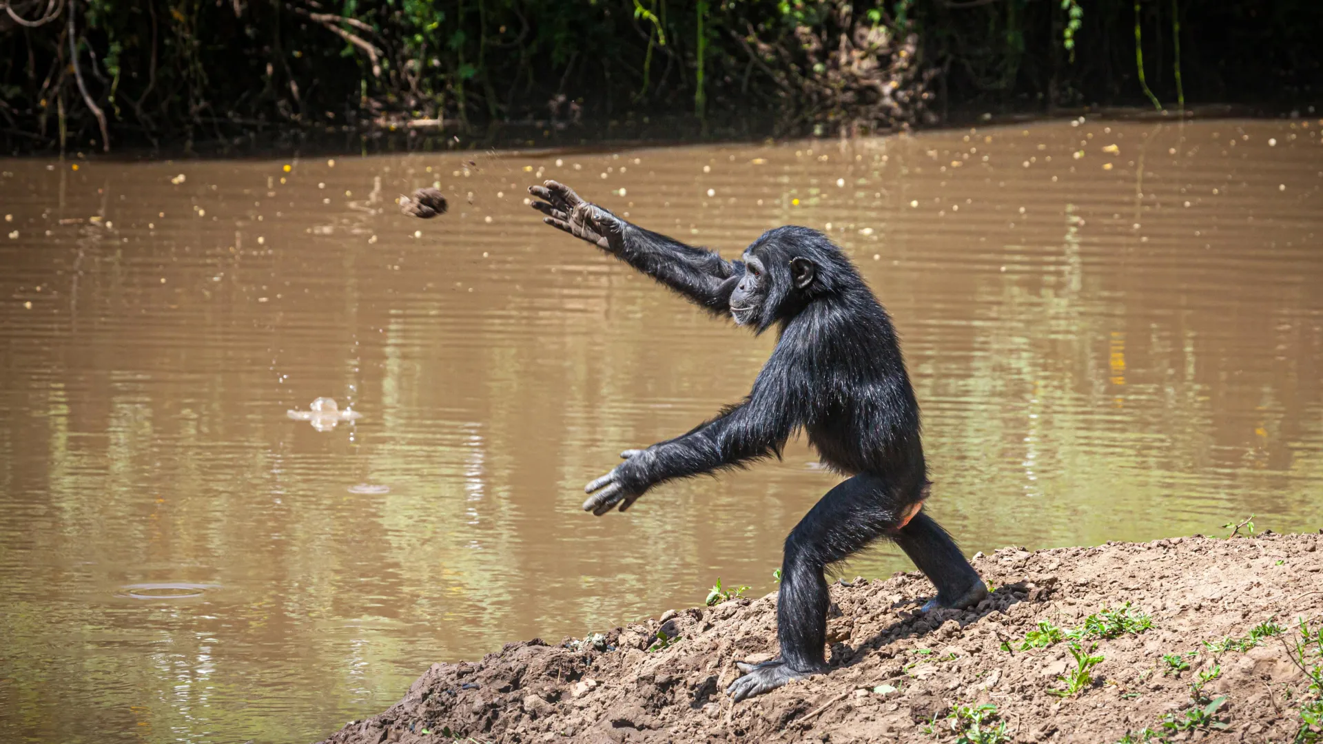 chimpanzees-have-been-hurling-rocks-at-the-same-trees-for-more-than-a-decade
