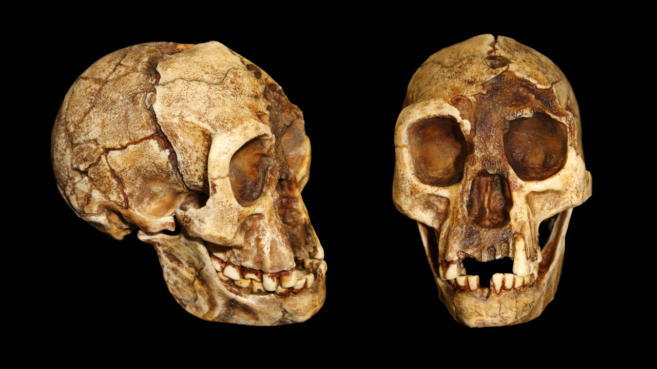 Strange ‘hobbit’ species walked more like us than like ‘Lucy,’ hip bones reveal