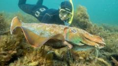Australia usually hosts the world’s biggest cuttlefish mating event – not this year