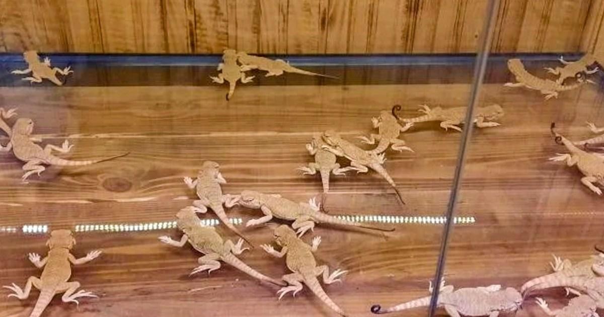 Woman caught trying to cross border with 116 reptiles stashed in her jacket