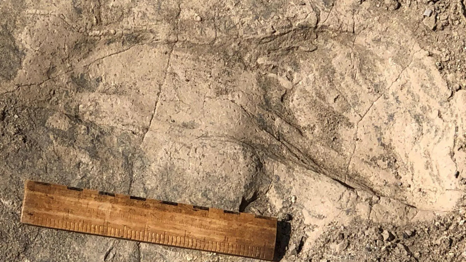 1.4-million-year-old footprints reveal a surprisingly large human relative