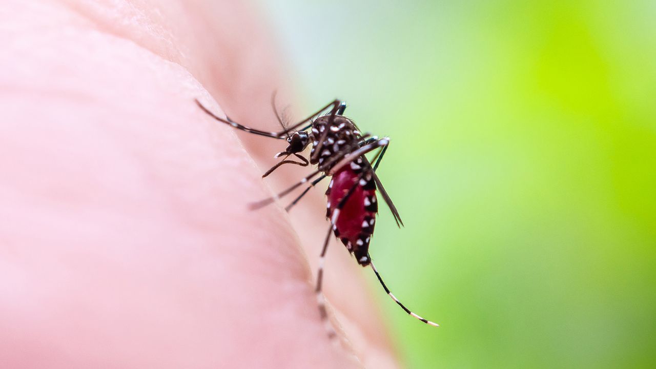 ‘It’s in the realm of possibility’: Climate change is spurring a reemergence of yellow fever, and the US could face future threats