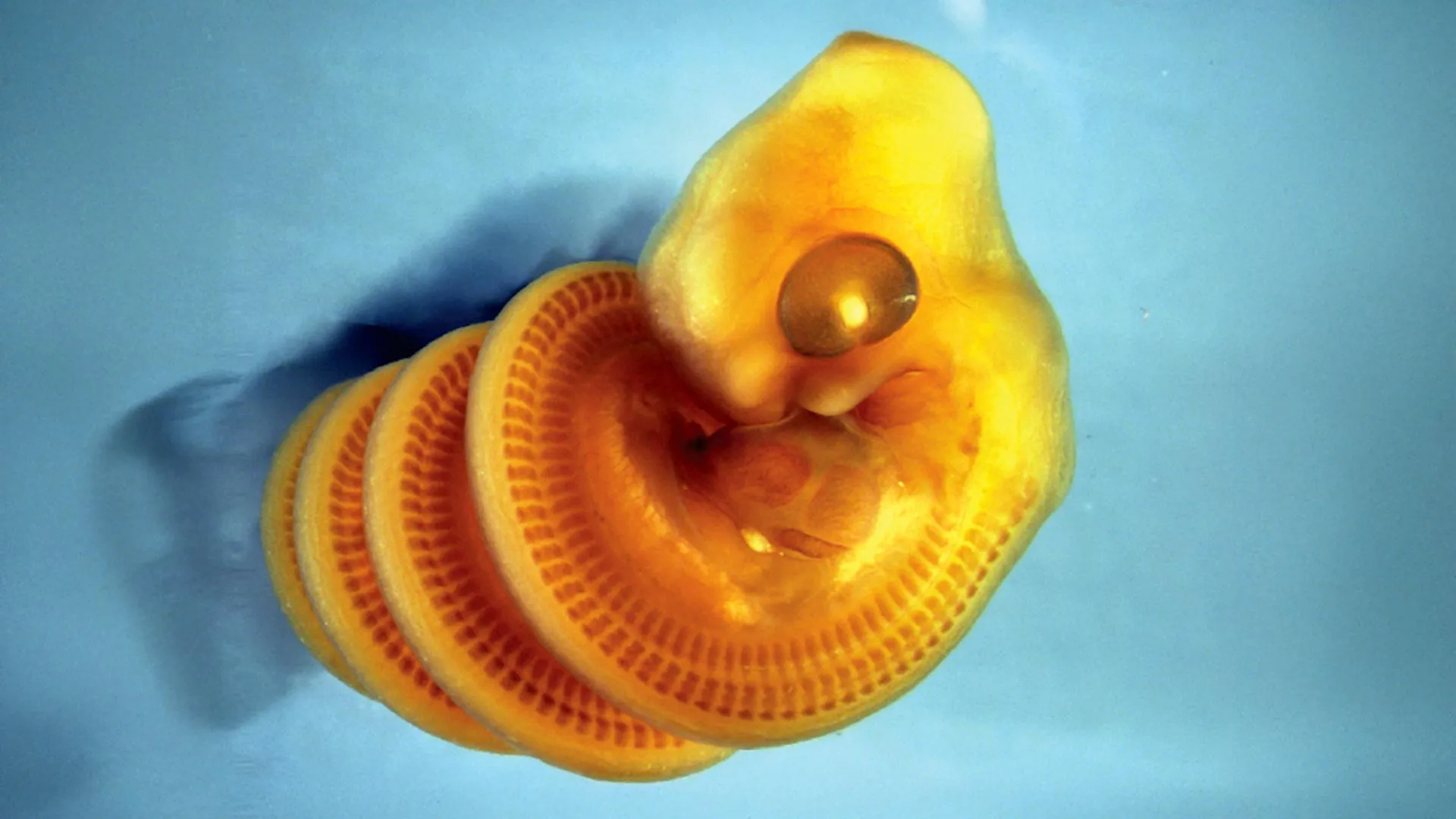 scientists-discover-why-snake-embryos-twist-into-spirals